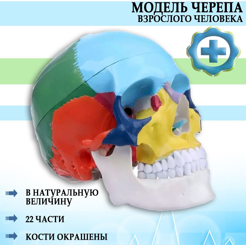 Анатомическая модель черепа взрослого человека кости окрашены в разные  цвета 22 части в натуральную величину - купить с доставкой по выгодным  ценам в интернет-магазине OZON (828342747)