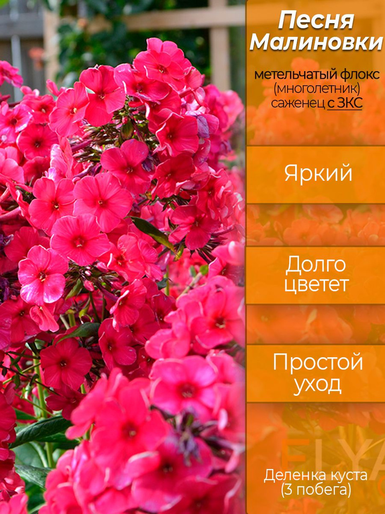 Флокс Песня Малиновки, саженец - деленка куста, с ЗКС #1