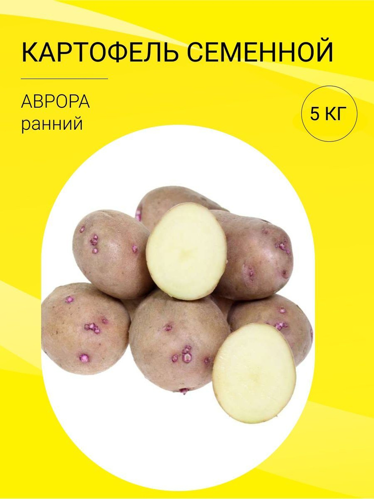 Клубни Картофель купить по выгодной цене в интернет-магазине OZON ...