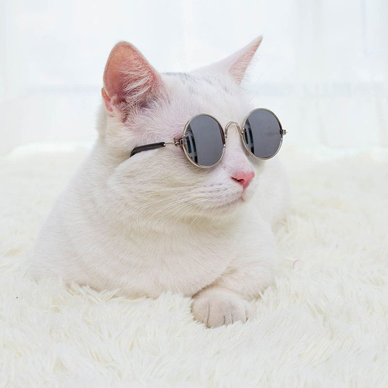 Солнцезащитные очки для кошек, для собак, стильный аксессуар для кошек, для  животных, для фото LUNA for you - купить с доставкой по выгодным ценам в  интернет-магазине OZON (880270767)