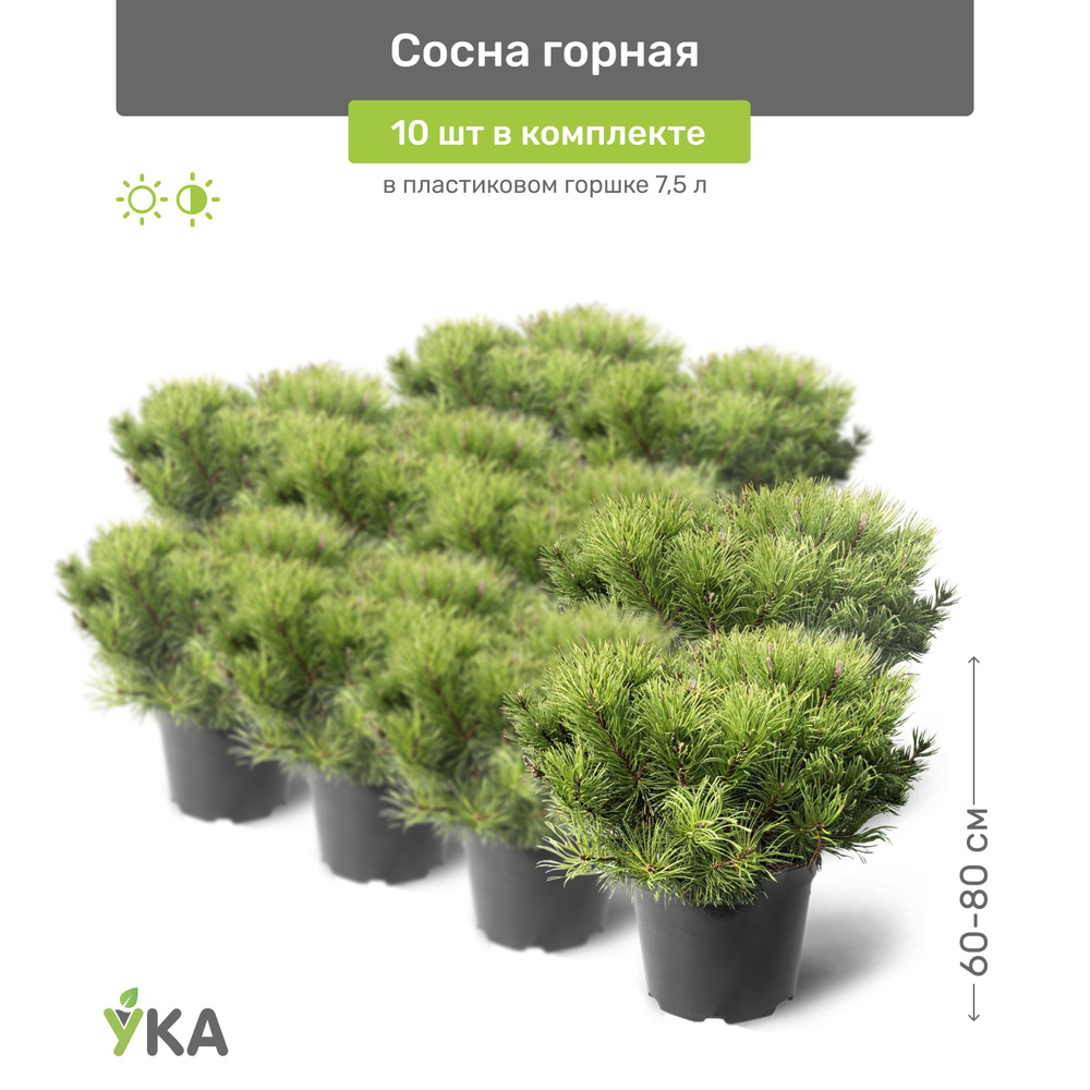Сосна горная 60-80 см в пластиковом горшке 7,5 л, саженец, хвойное ...