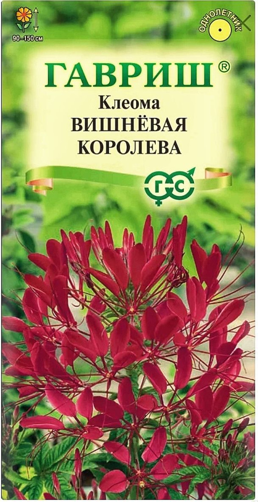 Клеома Вишневая королева, 1 пакет, семена 0,3 гр, Гавриш #1