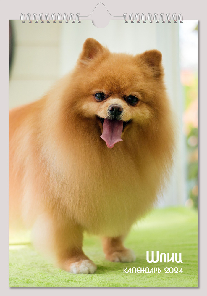 Настенный перекидной календарь 2024 Шпиц A4 - купить с доставкой по ...