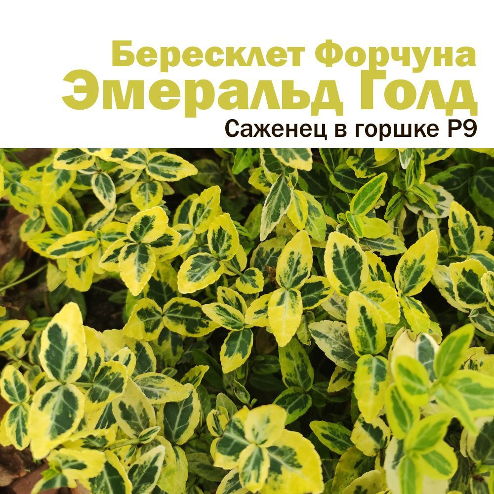 Бересклет Форчуна Эмеральд Голд cаженец в горшке P9 - купить с ...