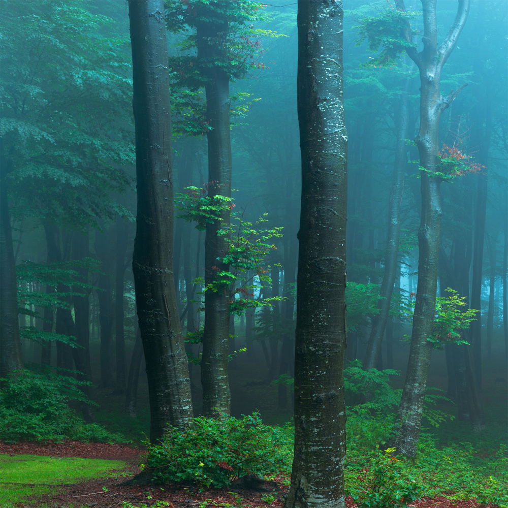 Фартук кухонный СТЕКЛО ФОТОПЕЧАТЬ Стеновая панель Таинственный лес 600* ...