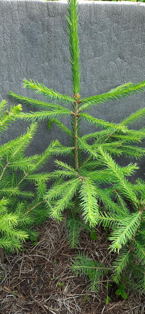 Саженцы Ели обыкновенной (лат. Picea abies) #1