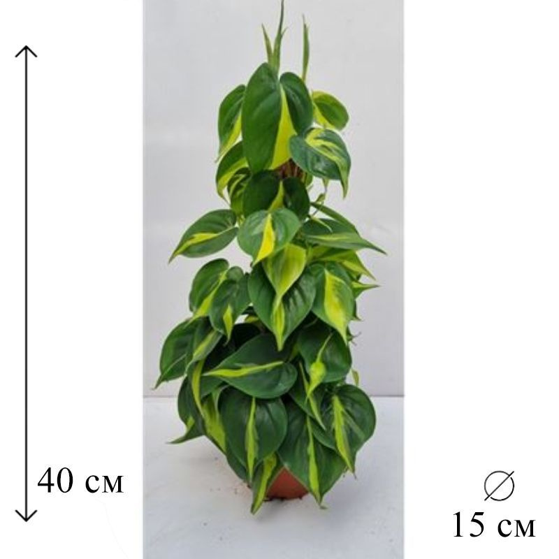 Филодендрон Сканденс Бразилия на опоре 15/40 #1