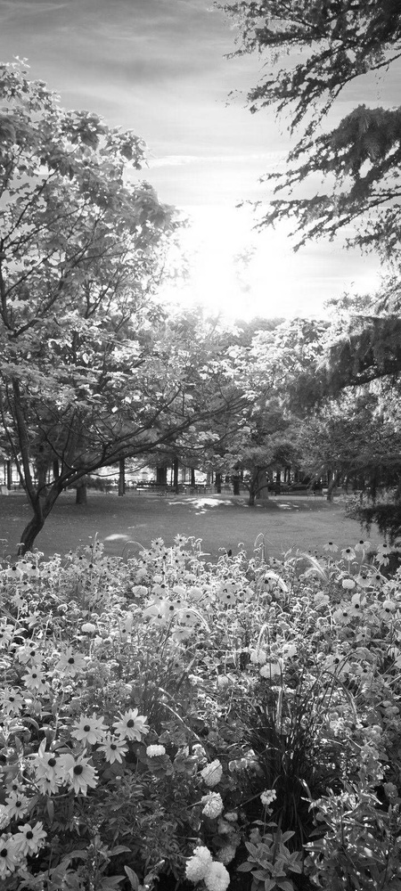 Самоклеящиеся фотообои "Сад с цветами", размер: 90x200 см, эффект: черно-белый  #1