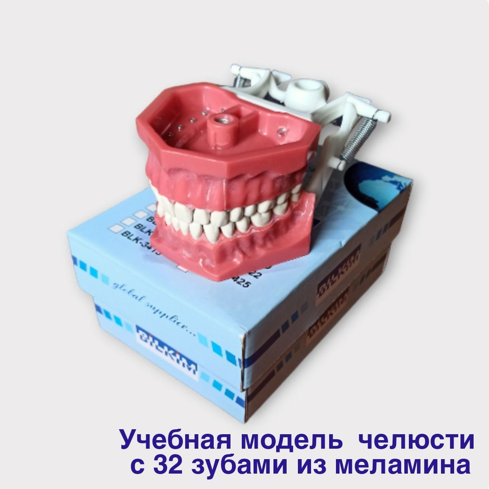 Учебная модель челюсти 32 зуба на винтах и артикулятор - купить с ...