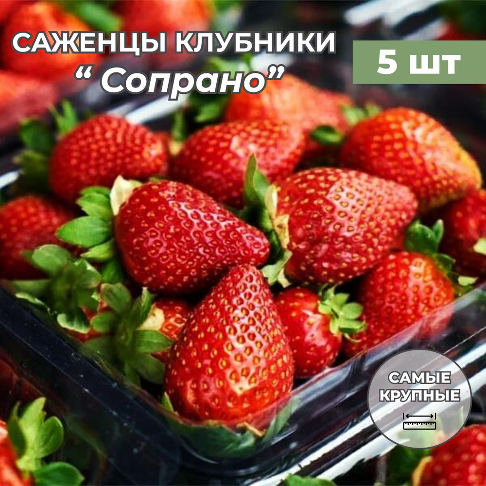 Клубника крупноплодная Сопрано, саженцы/корневище клубники 5 шт - купить с  доставкой по выгодным ценам в интернет-магазине OZON (1339447939)