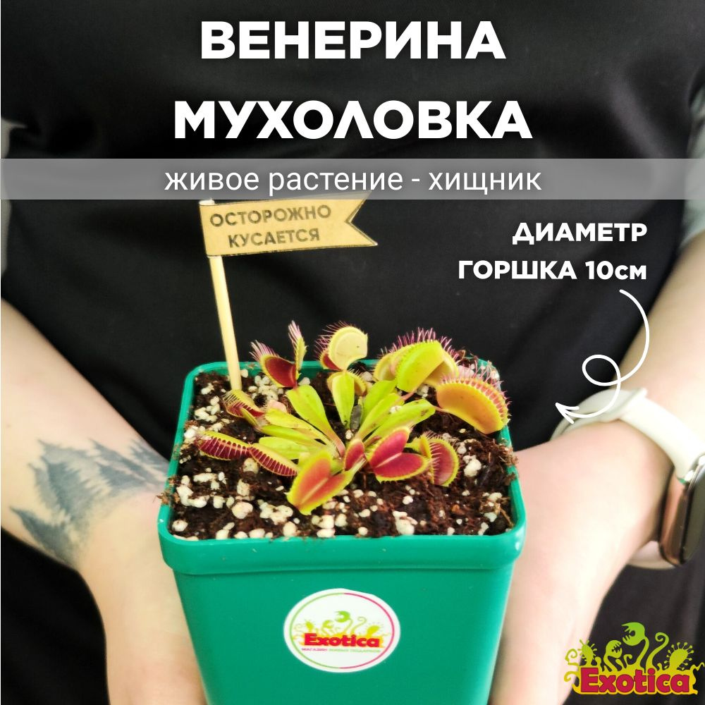 Дионея (Венерина Мухоловка) Exotica зеленый, 9.5 дм, 1 шт - купить по  выгодной цене в интернет-магазине OZON (265285198)