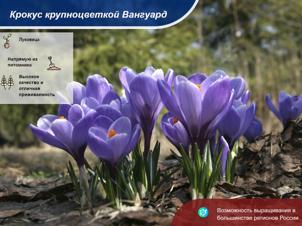 Саженец #1