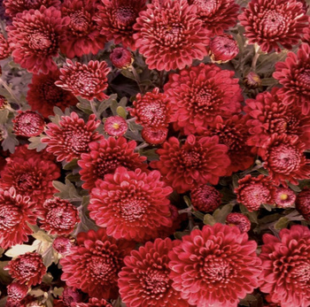 Семена Цветов Хризантема Мультифлора – купить в интернет-магазине OZON по  низкой цене