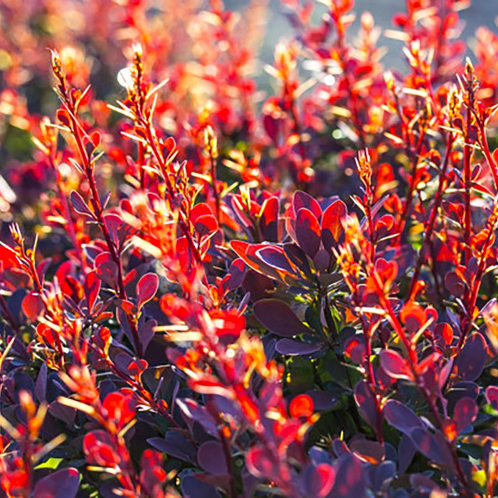 Барбарис Лесландия Барбарис Тунберга Пурпурнолистный Элива, 20 шт ...