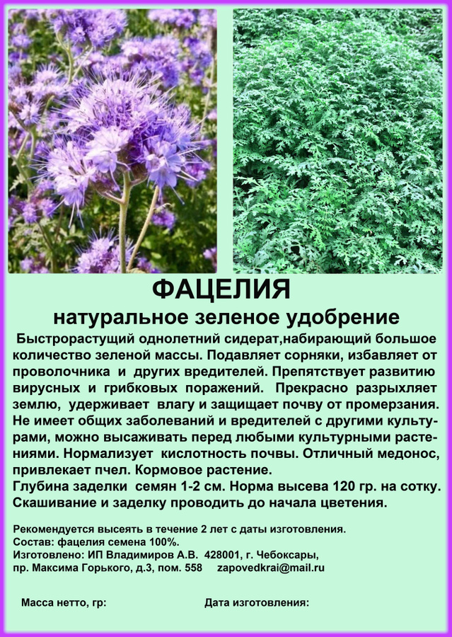 Сидерат фацелия достоинства и недостатки фото. Фацелия пижмолистная семена. Фацелия сидерат. Сидераты для огорода фацелия. Сидерат фацелия достоинства и недостатки фото.