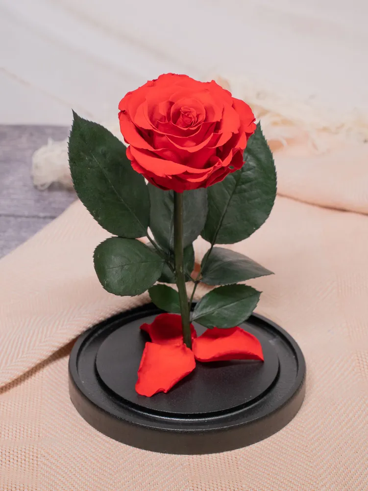 Стабилизированные цветы в стекле, Роза в колбе живая Bella розовая, GIFT4YOU, красный, фото 4