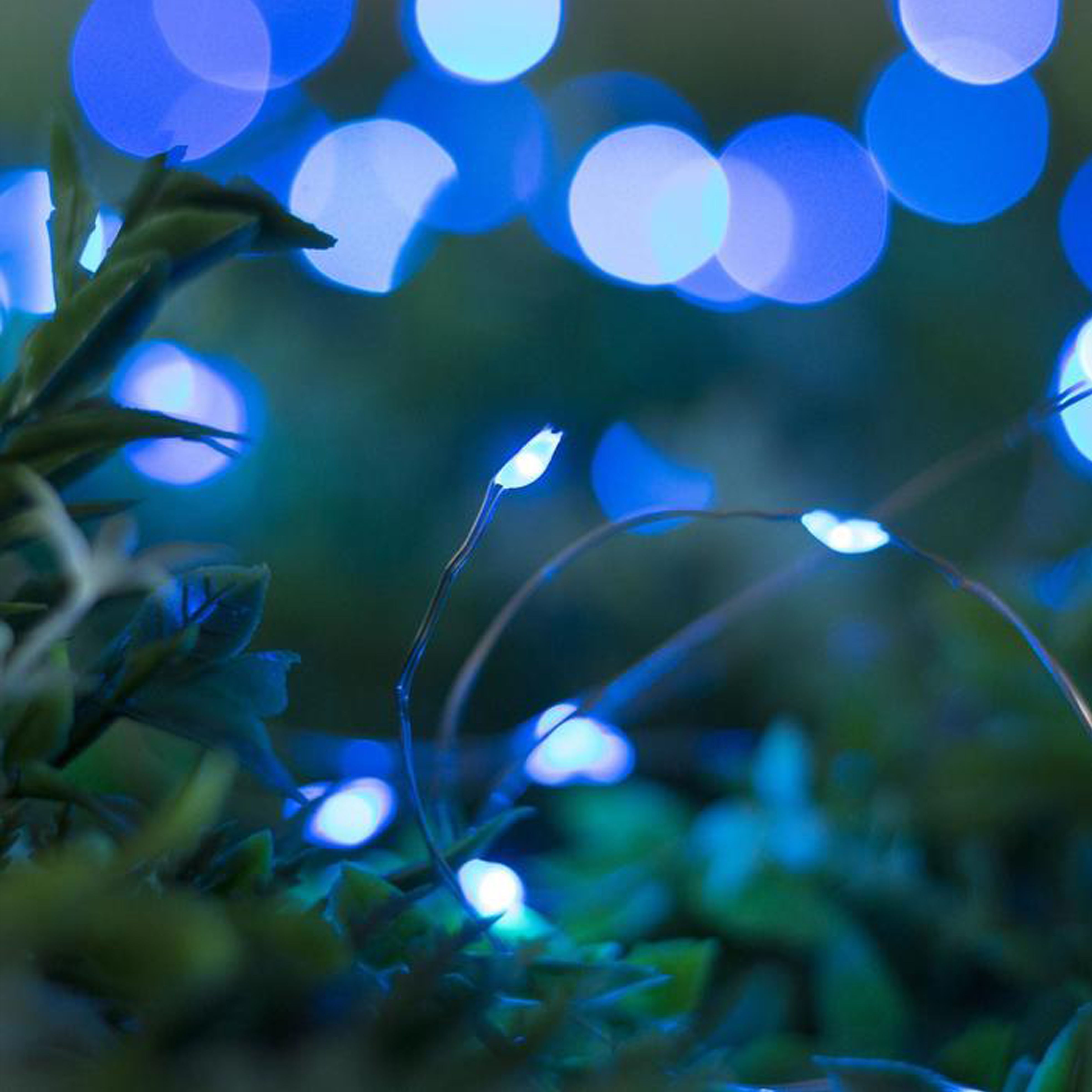 Роса 22. Роса 22. Роса 22. Гирлянда на солнечной батарее синяя. Роса 22.