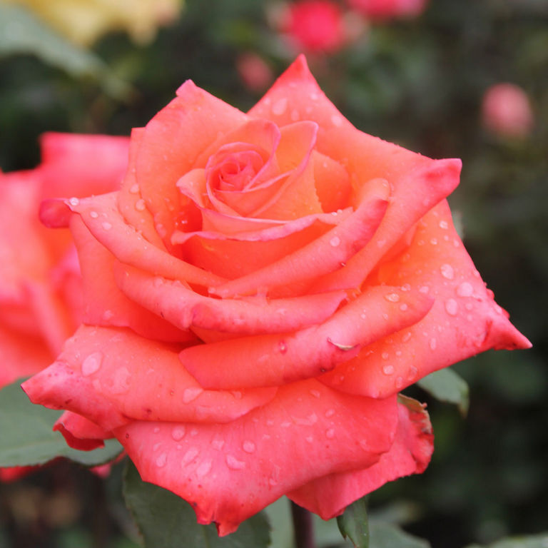 Роза чайно-гибридная Импульс - купить с доставкой по выгодным ценам в ...