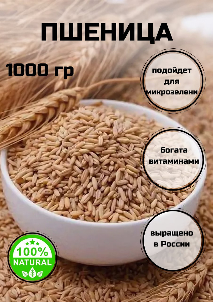 Пшеница для проращивания и приготовления витграсса С Алтайских полей, 1000 гр.  #1