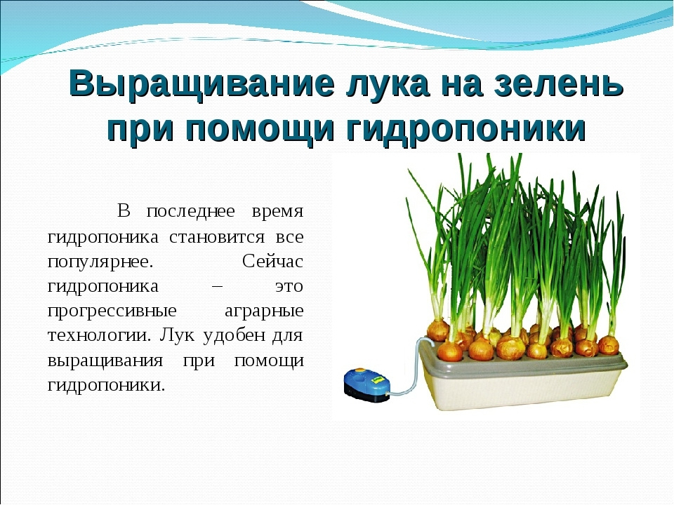 Гидропоника: выращивание зелени в холодное время года