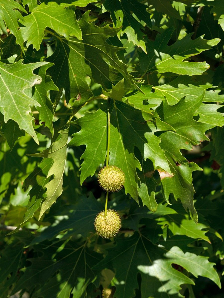 Семена Платан кленолистный (Platanus acerifolia), 20 штук #1