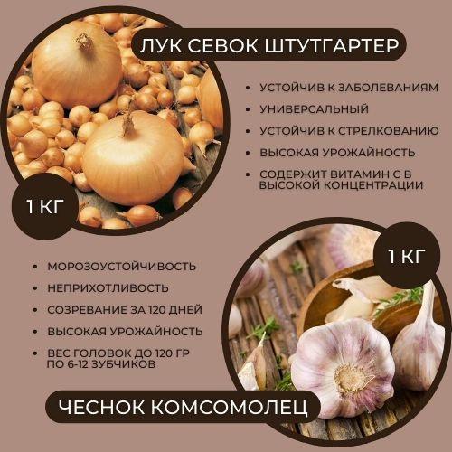 Лук-севок Штутгартер 10-24 (1 кг)+Чеснок Комсомолец(1кг) калибр 50-70мм /озимые/Россия урожай 2024г  #1