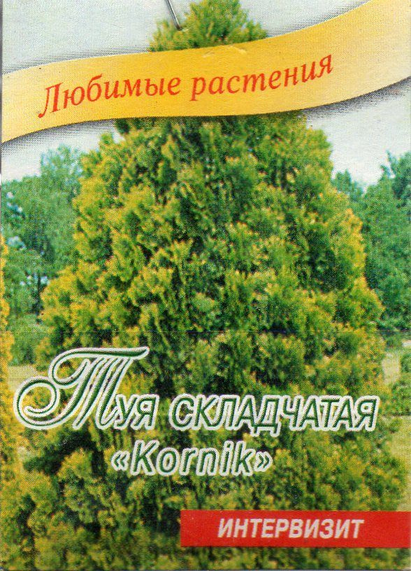 Туя семена #1