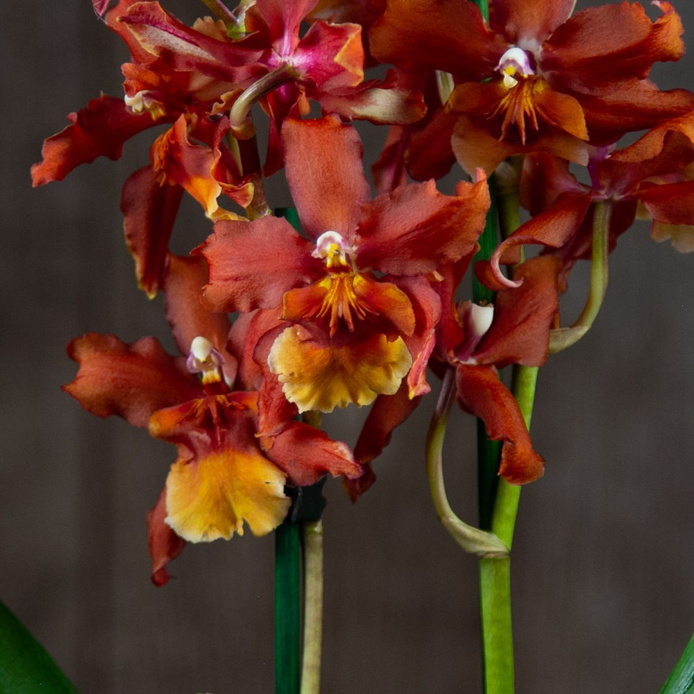Орхидея Камбрия Кататанте