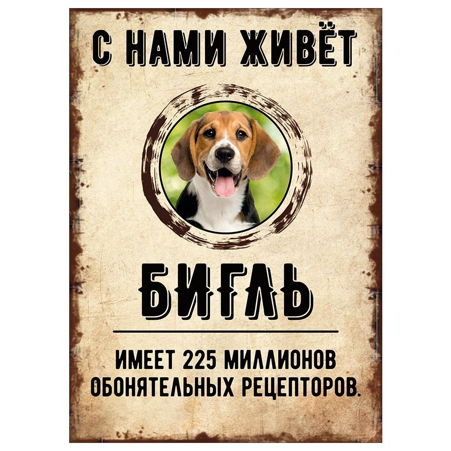 Табличка, декоративная, DANGER DOG, С нами живет Бигль, 18см х 25см, 25 см,  18 см - купить в интернет-магазине OZON по выгодной цене (851294375)