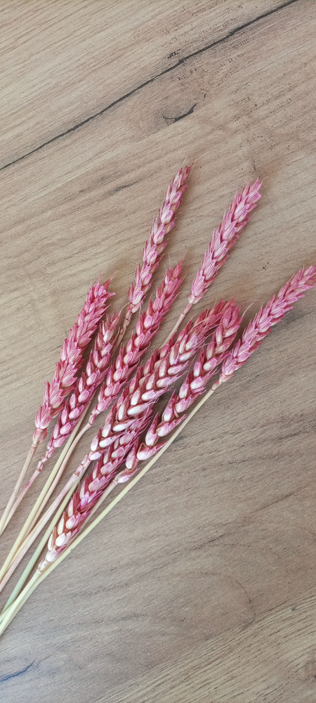 Сухоцветы Пшеница, 40 см, 25 гр, 10 шт купить по выгодной цене в ...