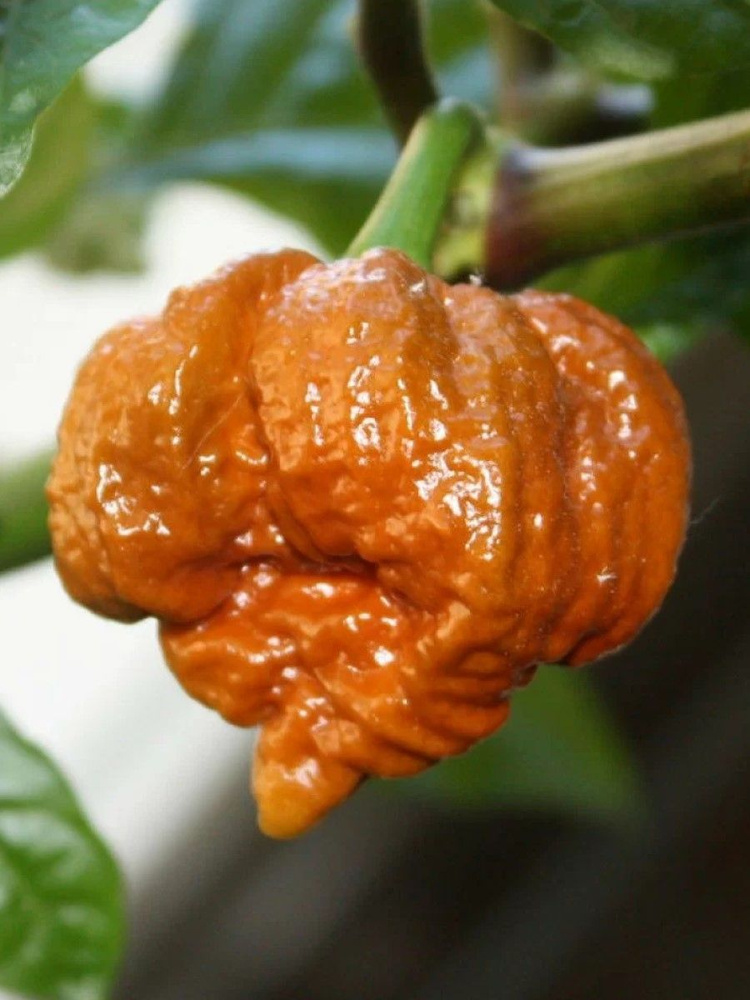 Семена Острый перец Trinidad scorpion moruga caramel (тринидад моруга скорпион карамель), 5 штук  #1