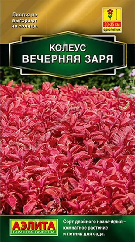 Семена Колеус Блюме Вечерняя Заря 5шт.США #1