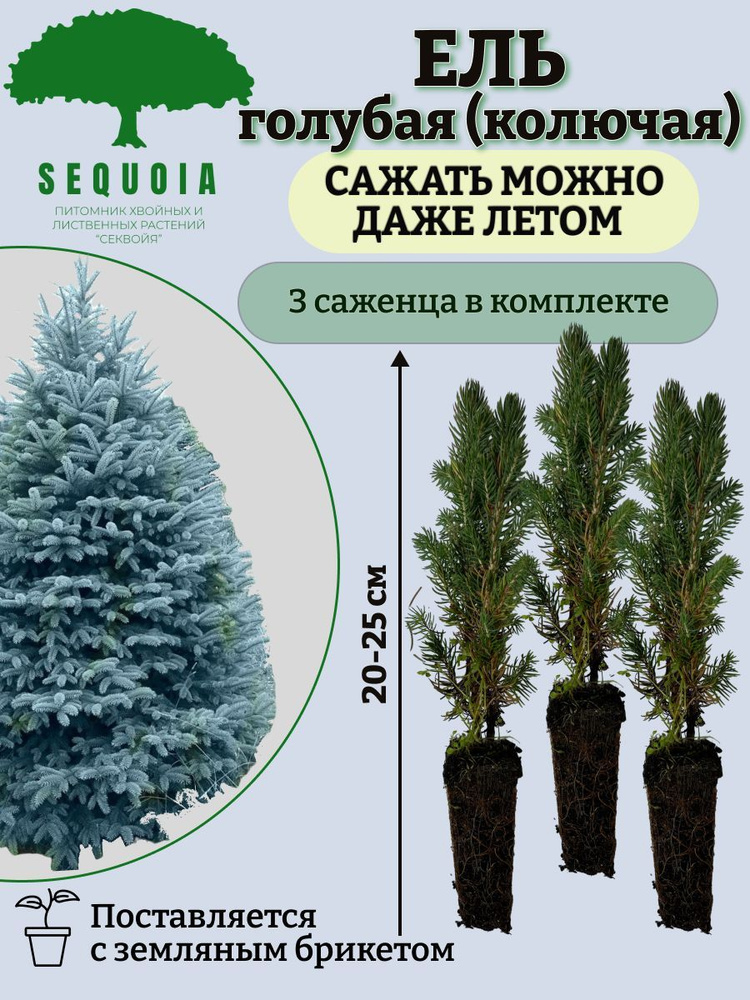Семена ,3шт #1