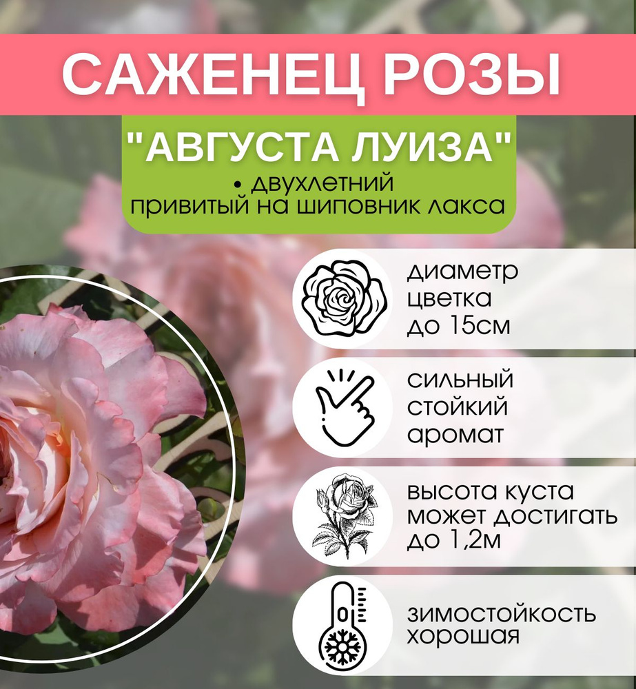 Роза чайная Августа Луиза купить на OZON по низкой цене (1095832497)