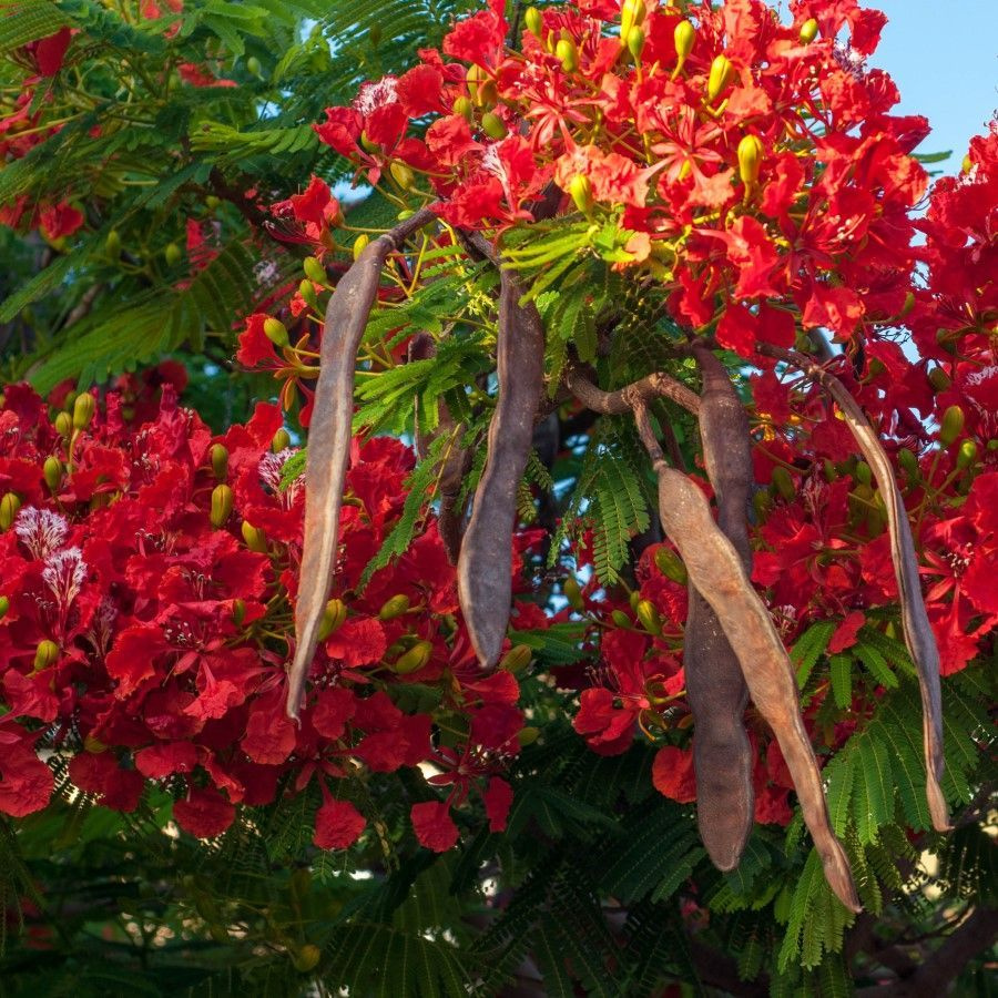 Семена Делоникс королевский красный (Delonix regia), 5 штук