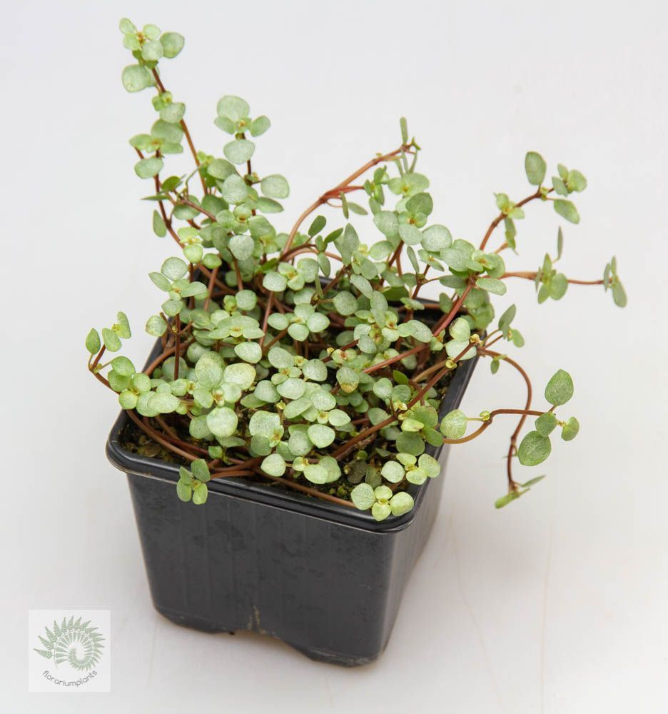 Pilea Glauca S (Пилея Глаука) #1