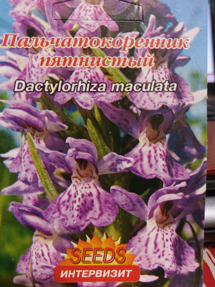 Пальчатокоренник пятнистый (Dactylorhiza maculata)семена #1