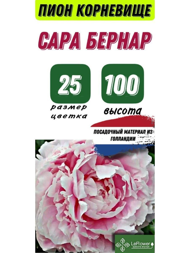 Пион Корневище, Сара Бернар, 1шт #1