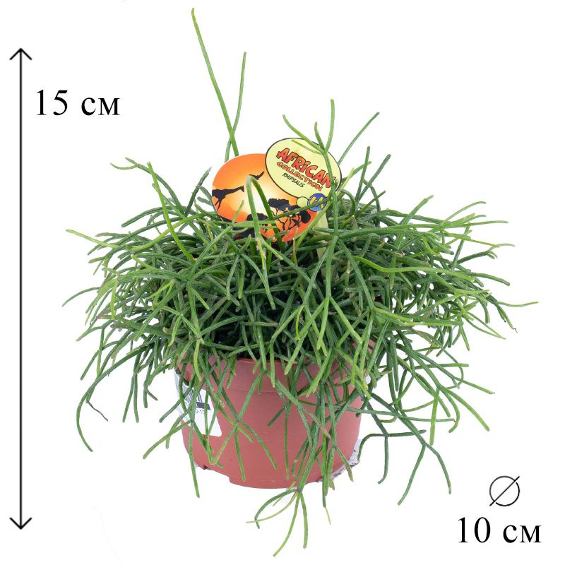 Рипсалис Кассута D-10 см #1
