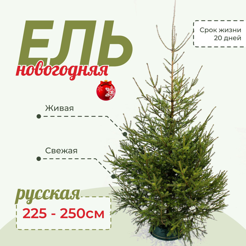 Елка живая Elki home, 225-250 см - купить с доставкой по выгодным ценам ...