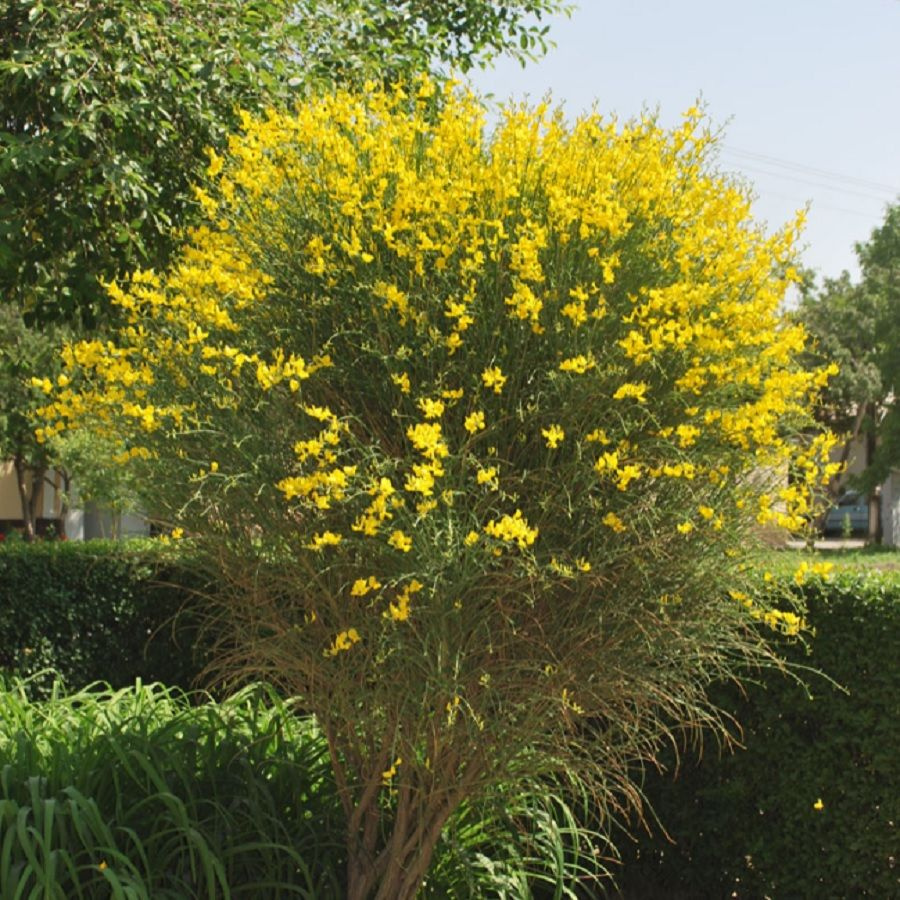 Ракитник венечный, Cytisus scoparius семена (10 ШТ) #1