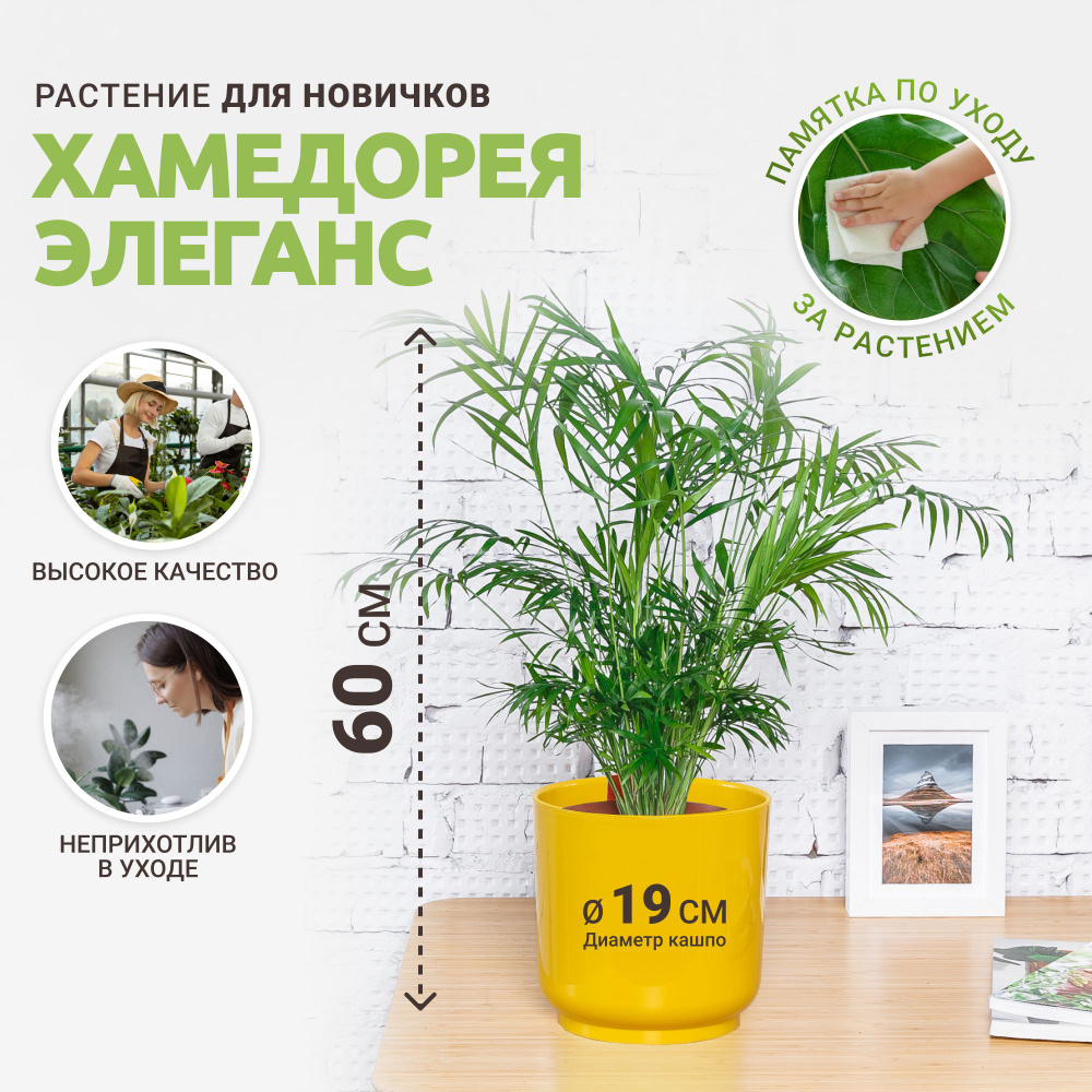 Хамедорея, Пальма Tropic House желтый, 19 дм, 1 шт - купить по выгодной  цене в интернет-магазине OZON (860721869)