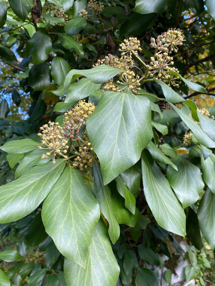 Семена Плющ колхидский (Hedera colchica), 10 штук #1