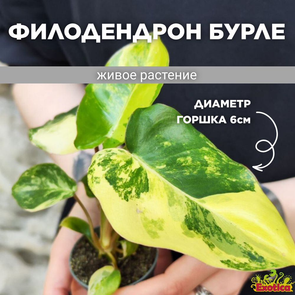 Филодендрон Exotica Philodendron Burle Variegated, 6 дм, 1 шт - купить по  выгодной цене в интернет-магазине OZON (1216861266)