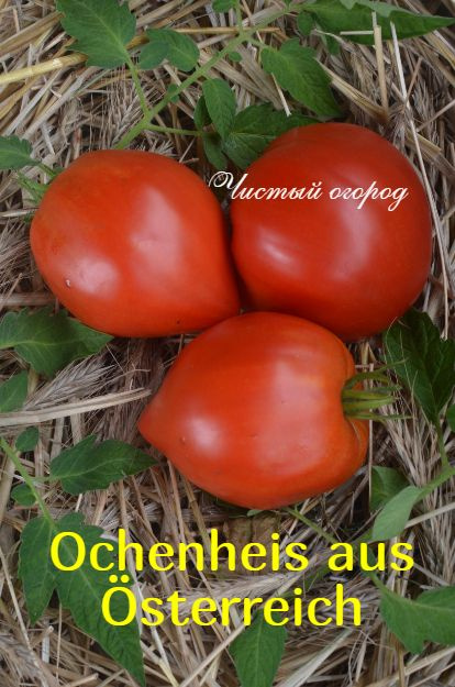 Семена томата Сердце Австрии Ochenheis aus Osterreica #1