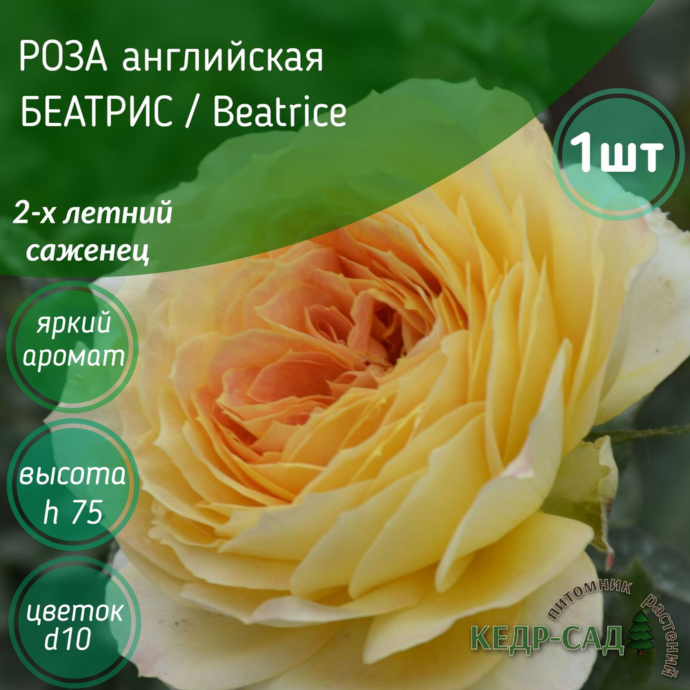 Саженцы Роза английская БЕАТРИС / Beatrice, кусты роз, многолетние ...