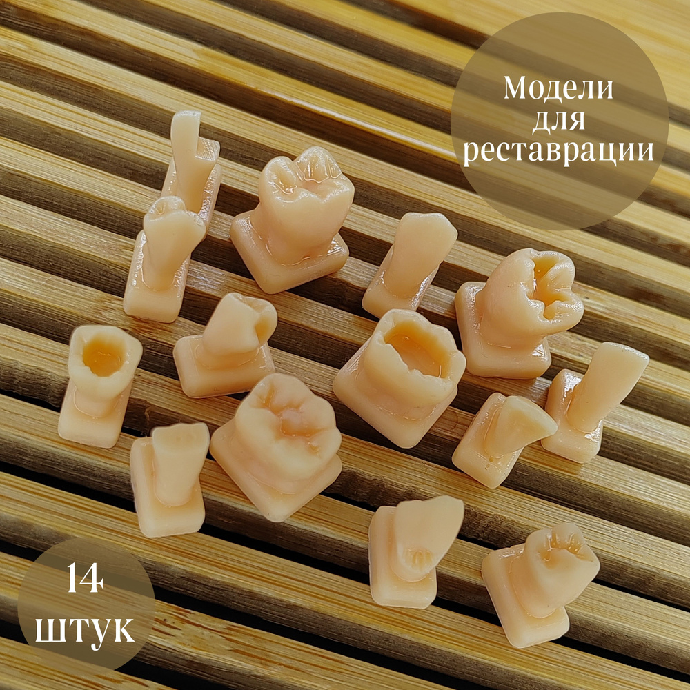 Набор зубов для реставрации нижняя челюсть - купить с доставкой по ...