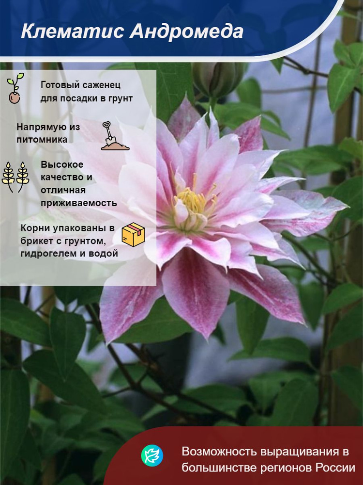Саженец #1