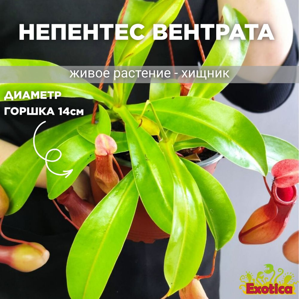 Непентес Вентрата (Nepenthes Ventrata) D14см, насекомоядное растение  #1