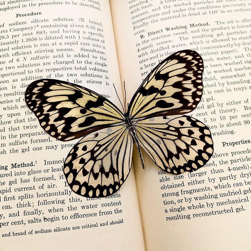 Настоящий образец бабочки в прозрачном боксе - купить с доставкой по ...